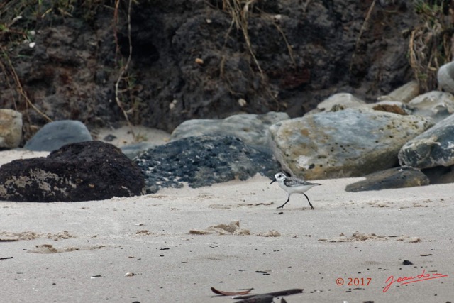 126 LOANGO 3 Campement Loango Sud le Retour Oiseau Aves Charadriiformes Scolopacidae Becasseau sanderling Calidris alba 16E5K3IMG_122738_DxOawtmk.jpg