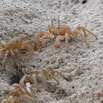 134 LOANGO 3 Campement Loango Sud le Retour Melacostraca Decapoda Ocypodidae Crabe Fantome Ocypodes cursor Devorant Oeufs de Tortue 16E5K3IMG_122756_DxOawtmk.jpg