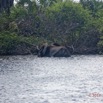 145 LOANGO 3 Campement Loango Sud Marche la Lagune Baignade Elephant A 16E5K3IMG_122773_DxOwtmk.jpg