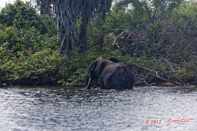 146 LOANGO 3 Campement Loango Sud Marche la Lagune Baignade Elephant A 16E5K3IMG_122775_DxOwtmk.jpg
