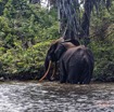 147 LOANGO 3 Campement Loango Sud Marche la Lagune Baignade Elephant A 16E5K3IMG_122778_DxOwtmk.jpg