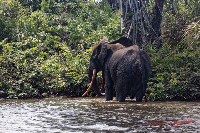 148 LOANGO 3 Campement Loango Sud Marche la Lagune Baignade Elephant A 16E5K3IMG_122780_DxOwtmk.jpg