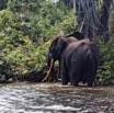 148 LOANGO 3 Campement Loango Sud Marche la Lagune Baignade Elephant A 16E5K3IMG_122780_DxOwtmk.jpg