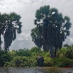 149 LOANGO 3 Campement Loango Sud Marche la Lagune Elephant A sur la Berge 16E5K3IMG_122782_DxOawtmk.jpg