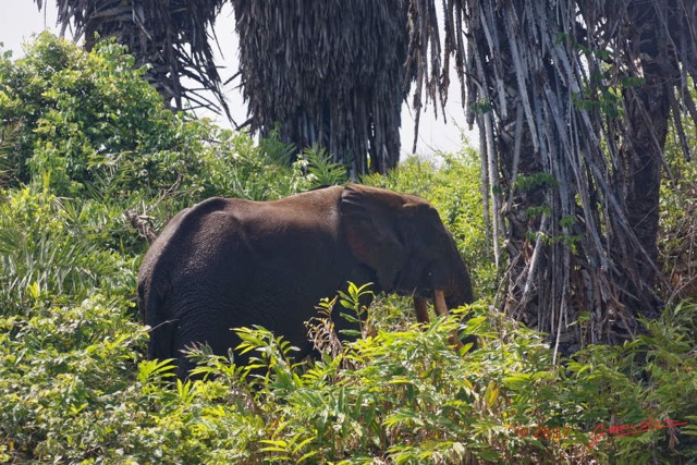 150 LOANGO 3 Campement Loango Sud Marche la Lagune Elephant A sur la Berge 16E5K3IMG_122786_DxOawtmk.jpg
