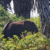 150 LOANGO 3 Campement Loango Sud Marche la Lagune Elephant A sur la Berge 16E5K3IMG_122786_DxOawtmk.jpg