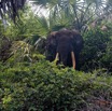 155 LOANGO 3 Campement Loango Sud Marche la Lagune Elephant A sur la Berge 16E5K3IMG_122801_DxOwtmk.jpg