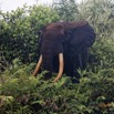 159 LOANGO 3 Campement Loango Sud Marche la Lagune Elephant A sur la Berge 16E5K3IMG_122809_DxOwtmk.jpg