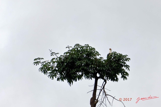 049 LOANGO 3 Descente Ogooue Arbre et Oiseau Aves Palmiste Africain Gypohierax angolensis 16E5K3IMG_121490_DxOawtmk.jpg