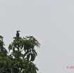 019 LOANGO 3 la Riviere MPIVIE Oiseau Aves Bucerotiformes Bucerotidae Calao Longibande Tockus fasciatus 16E5K3IMG_121749_DxOwtmk.jpg