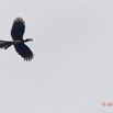 021 LOANGO 3 la Riviere MPIVIE Oiseau Aves Bucerotiformes Bucerotidae Calao Longibande Tockus fasciatus en Vol 16E5K3IMG_121754_DxOwtmk.jpg