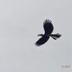 023 LOANGO 3 la Riviere MPIVIE Oiseau Aves Bucerotiformes Bucerotidae Calao Longibande Tockus fasciatus en Vol 16E5K3IMG_121755_DxO-1wtmk.jpg