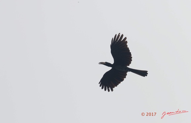 024 LOANGO 3 la Riviere MPIVIE Oiseau Aves Bucerotiformes Bucerotidae Calao Longibande Tockus fasciatus en Vol 16E5K3IMG_121763_DxOwtmk.jpg