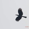 024 LOANGO 3 la Riviere MPIVIE Oiseau Aves Bucerotiformes Bucerotidae Calao Longibande Tockus fasciatus en Vol 16E5K3IMG_121763_DxOwtmk.jpg