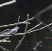 034 LOANGO 3 la Riviere MPIVIE Oiseau Aves Passeriformes Muscicapidae Gobemouche de Cassin Muscicapa cassini 16E5K3IMG_121787wtmk.jpg
