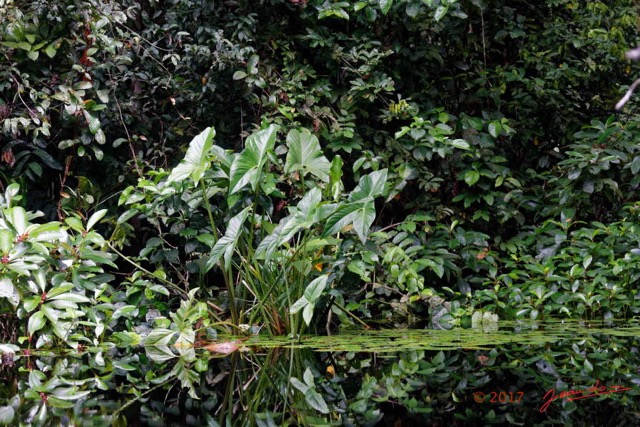 035 LOANGO 3 la Riviere MPIVIE Plante Liliopsida Arales Araceae Lasioideae Lasimorpha senegalensis 16E5K3IMG_121790_DxOwtmk.jpg