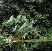 035 LOANGO 3 la Riviere MPIVIE Plante Liliopsida Arales Araceae Lasioideae Lasimorpha senegalensis 16E5K3IMG_121790_DxOwtmk.jpg