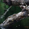 040 LOANGO 3 la Riviere MPIVIE Arbre Mort et Reptilia Crocodilia Crocodylidae Faux-Gavial Afrique Mecistops cataphractus 16E5K3IMG_121799_DxOwtmk.jpg