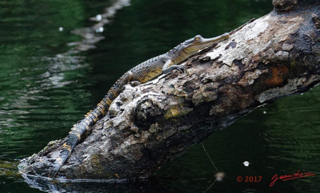 041 LOANGO 3 la Riviere MPIVIE Arbre Mort et Reptilia Crocodilia Crocodylidae Faux-Gavial Afrique Mecistops cataphractus 16E5K3IMG_121799_DxO-1wtmk.jpg