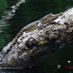 041 LOANGO 3 la Riviere MPIVIE Arbre Mort et Reptilia Crocodilia Crocodylidae Faux-Gavial Afrique Mecistops cataphractus 16E5K3IMG_121799_DxO-1wtmk.jpg