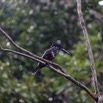 050 LOANGO 3 la Riviere MPIVIE Oiseau Aves Coraciiformes Alcedinidae Martin-Pecheur Geant Megaceryle maxima 16E5K3IMG_121814_DxOwtmk.jpg