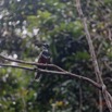 052 LOANGO 3 la Riviere MPIVIE Oiseau Aves Coraciiformes Alcedinidae Martin-Pecheur Geant Megaceryle maxima 16E5K3IMG_121815_DxOwtmk.jpg