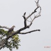 062 LOANGO 3 la Riviere MPIVIE Oiseau Aves Accipitriformes Accipitridae Pygargue Vocifere Haliaeetus vocifer Juvenile 16E5K3IMG_121841_DxOwtmk.jpg