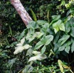066 LOANGO 3 la Riviere MPIVIE Plante Liliopsida Arales Araceae Lasioideae Lasimorpha senegalensis 16E5K3IMG_121854_DxOawtmk.jpg
