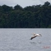 075 LOANGO 3 la Riviere MPIVIE Oiseau Aves Pelecaniformes Pelecanidae Pelican Gris Pelecanus rufescens 16E5K3IMG_121885_DxOwtmk.jpg