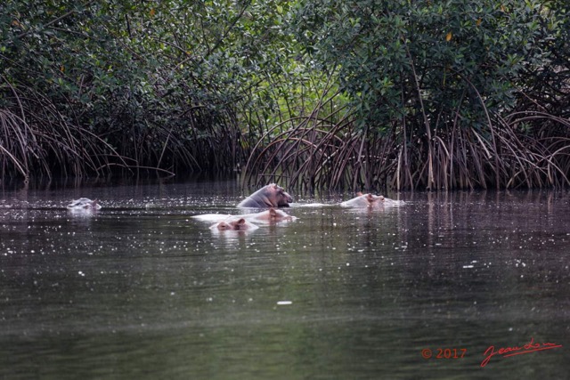 039 LOANGO 3 les Hippopotames la Riviere Monamwele Mammalia Artiodactyla Hippopotamidae Hippopotamus amphibius Groupe 16E5K3IMG_122424_DxOwtmk.jpg