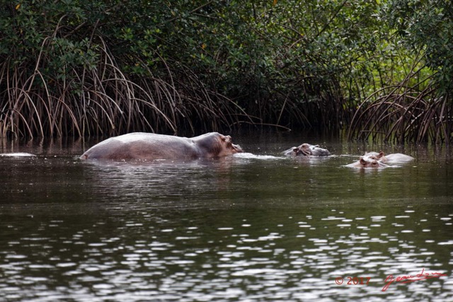 045 LOANGO 3 les Hippopotames la Riviere Monamwele Mammalia Artiodactyla Hippopotamidae Hippopotamus amphibius Groupe 16E5K3IMG_122442_DxOawtmk.jpg