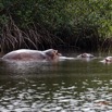 045 LOANGO 3 les Hippopotames la Riviere Monamwele Mammalia Artiodactyla Hippopotamidae Hippopotamus amphibius Groupe 16E5K3IMG_122442_DxOawtmk.jpg