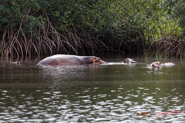 046 LOANGO 3 les Hippopotames la Riviere Monamwele Mammalia Artiodactyla Hippopotamidae Hippopotamus amphibius Groupe 16E5K3IMG_122443_DxOawtmk.jpg