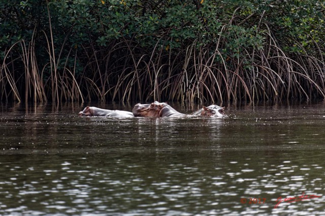 049 LOANGO 3 les Hippopotames la Riviere Monamwele Mammalia Artiodactyla Hippopotamidae Hippopotamus amphibius Groupe 16E5K3IMG_122449_DxOawtmk.jpg