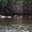 056 LOANGO 3 les Hippopotames la Riviere Monamwele Mammalia Artiodactyla Hippopotamidae Hippopotamus amphibius Groupe 16E5K3IMG_122495_DxOawtmk.jpg