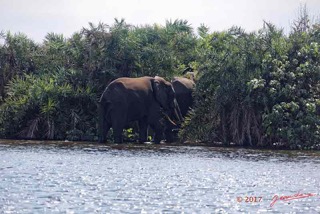 LOANGO-3-Campement-Loango-Sud-la-Lagune-Ndogo-Baignade-Elephants-16E5K3IMG_122537_DxOwtmka