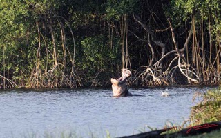 LOANGO-3-Campement-Loango-Sud-Petite-Lagune-Hippopotame-Gueule-Ouverte-16E5K3IMG_122662_DxOwtmk-web