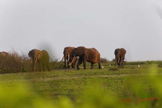 LOANGO-3-Inyoungou-Sounga-la-Lagune-NDOGO-la-Plage-Horde-Elephants-16E5K3IMG_122307_DxOawtmk-web