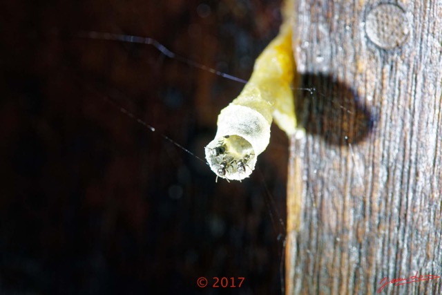 076 ULM Lastoursville 2 Base EGG Insecta Hymenoptera Apidae Abeille Melipone Melipona sp Nid 17E5K3IMG_125894_DxOwtmk.jpg