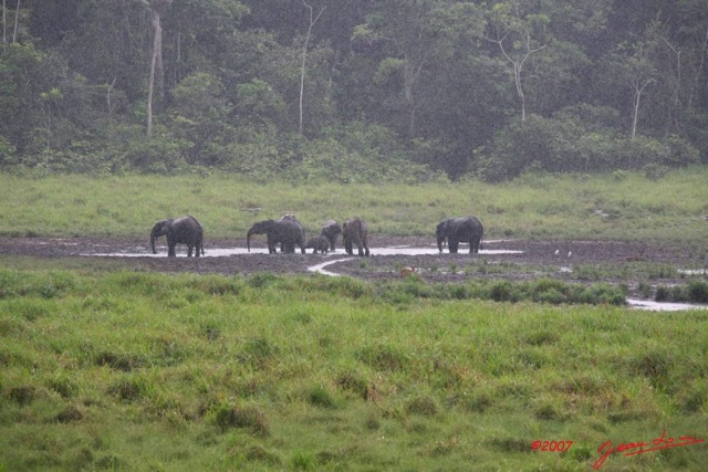 058 LANGOUE Bai Elephants sous la Pluie 7IMG_7971WTMK.JPG