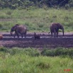 142 LANGOUE 2 Bai Elephants et Sitatungas Male et Femelles 10E50IMG_32174wtmk.jpg