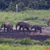 165 LANGOUE 2 Bai Elephants en Troupeau Entrant dans la Saline 10E50IMG_32277wtmk.jpg