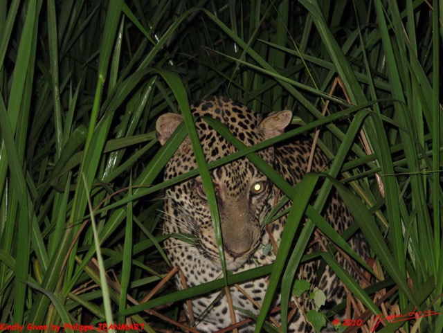 120 Milole Leopard Panthera pardus Jeanmart 12-2010wtmk.jpg
