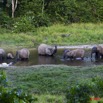 018 MOUPIA 5 Bai Elephants 8 10E5K2IMG_64486wtmk.jpg