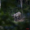 019 MOUPIA 5 Bai Elephants Arrivee Grand Male Solitaire 10E5K2IMG_64494wtmk.jpg