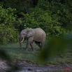 020 MOUPIA 5 Bai Elephants Arrivee Grand Male Solitaire 10E5K2IMG_64497wtmk.jpg