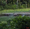 021 MOUPIA 5 Bai Elephants Arrivee Grand Male Solitaire 10E5K2IMG_64506wtmk.jpg
