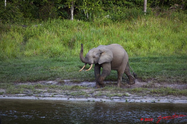 022 MOUPIA 5 Bai Elephants Arrivee Grand Male Solitaire 10E5K2IMG_64509wtmk.jpg