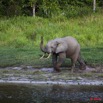 022 MOUPIA 5 Bai Elephants Arrivee Grand Male Solitaire 10E5K2IMG_64509wtmk.jpg
