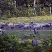 034 MOUPIA 5 Bai Elephants Arrivee Nouveau Groupe Observatoire 10E5K2IMG_64574wtmk.jpg